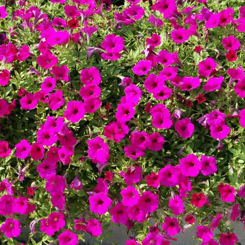 بذر عمده گل اطلسی