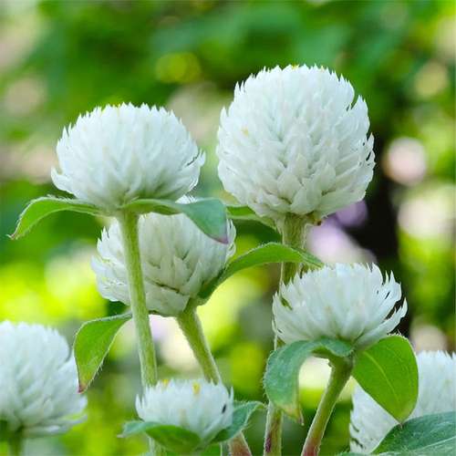 بذر عمده گل تکمه ای