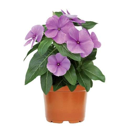 بذر عمده گل پریوش