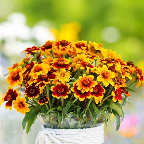 بذر عمده گل آهار مکزیکی