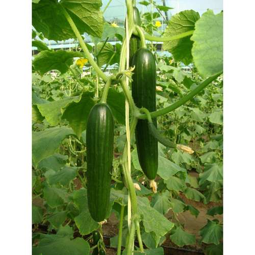 بذر خیار گلخانه ای ناگین
