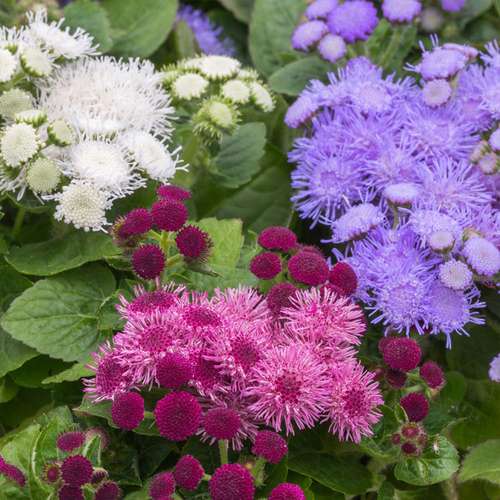 بذر عمده گل ابری