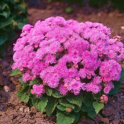 بذر عمده گل ابری