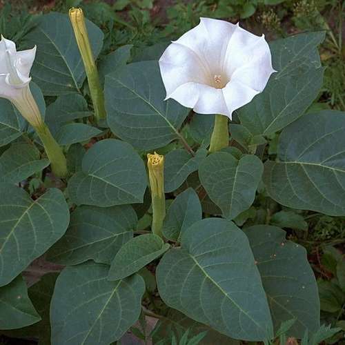 بذر عمده گل داتوره