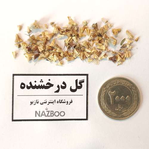 بذر عمده گل درخشنده