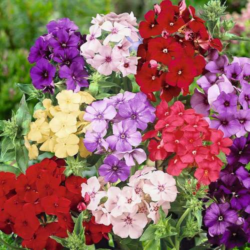 بذر عمده گل فلوکس الوان