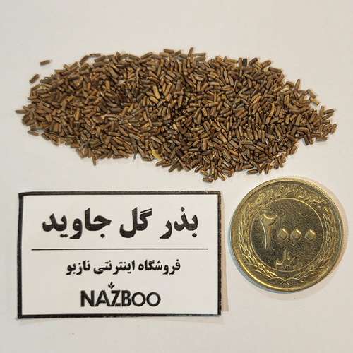 بذر عمده گل جاوید