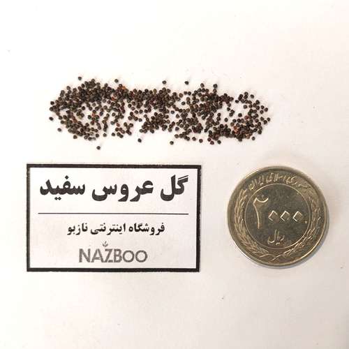 بذر عمده گل عروس