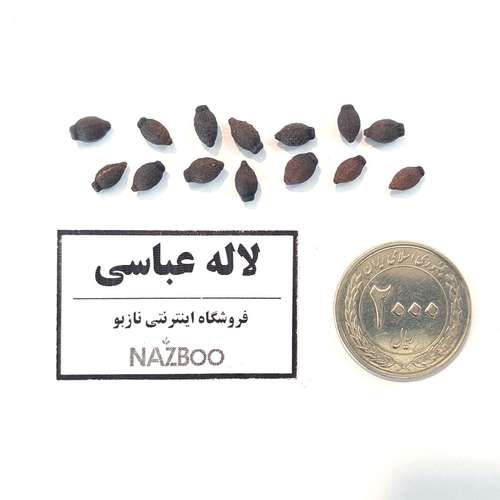 بذر عمده گل لاله عباسی