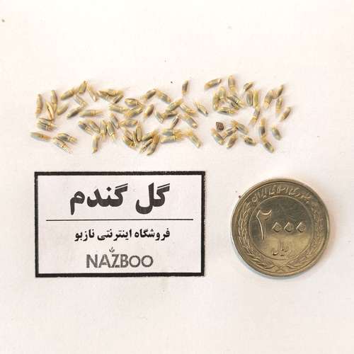 بذر عمده گل گندم