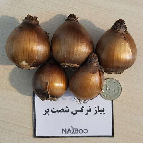 پیاز نرگس شصت پر معطر