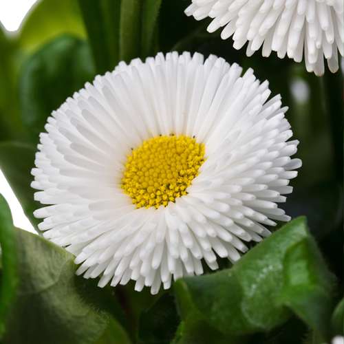 بذر عمده گل مینا