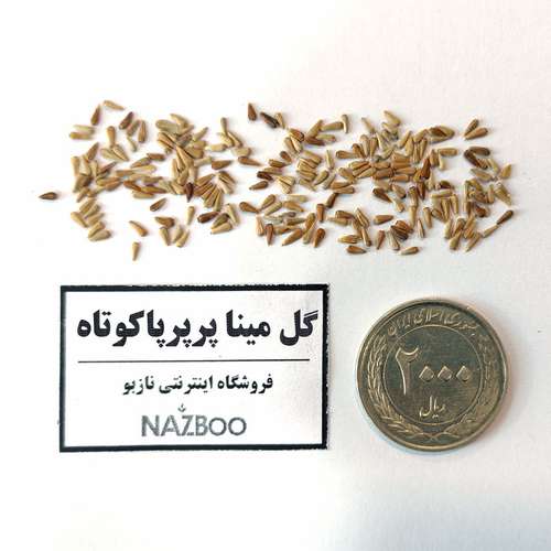 بذر عمده گل مینا