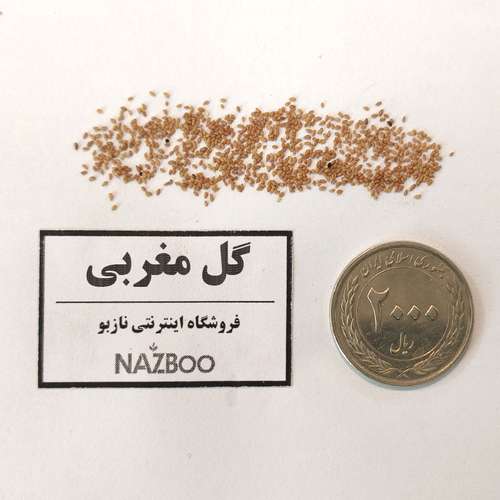بذر عمده گل مغربی صورتی