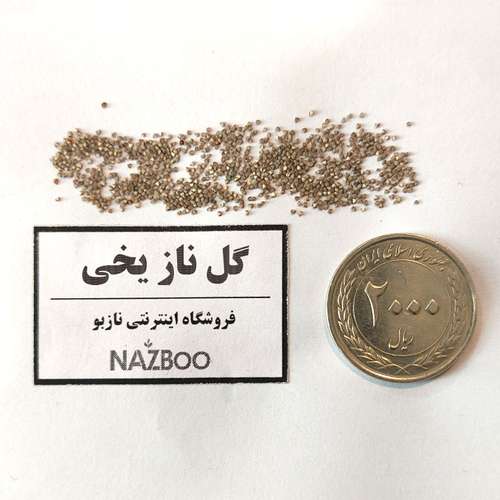 بذر عمده گل ناز فرانسوی(ناز یخی)