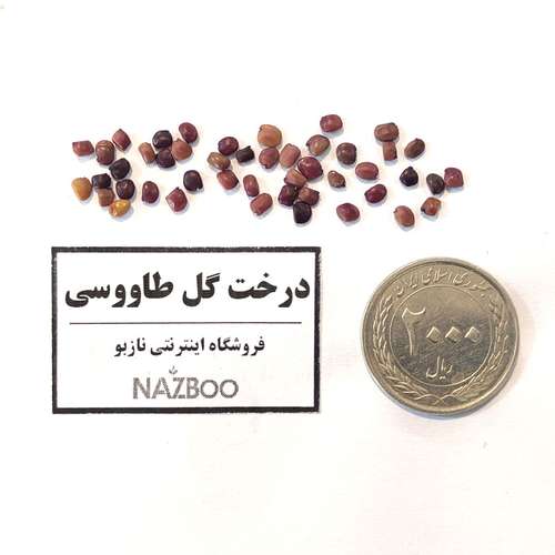بذر عمده درخت طاووسی