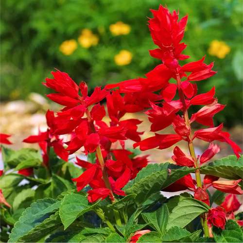 بذر عمده گل سلوی قرمز