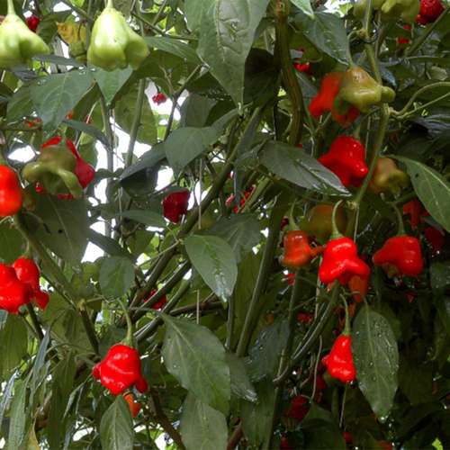 بذر عمده فلفل زینتی ستاره ای