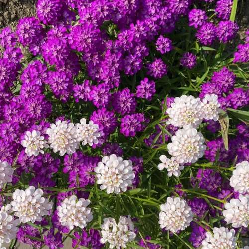 بذر عمده گل ایبریس