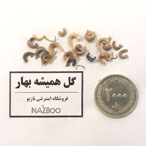 بذر عمده گل همیشه بهار پاکوتاه