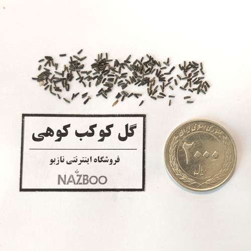 بذر عمده گل کوکب کوهی زرد گل درشت