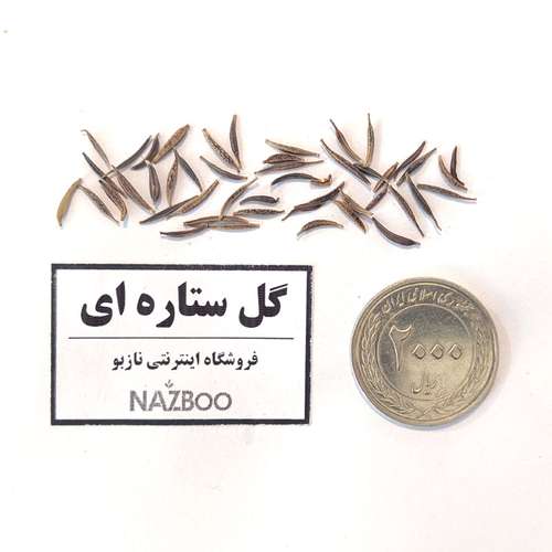 بذر عمده گل ستاره ای
