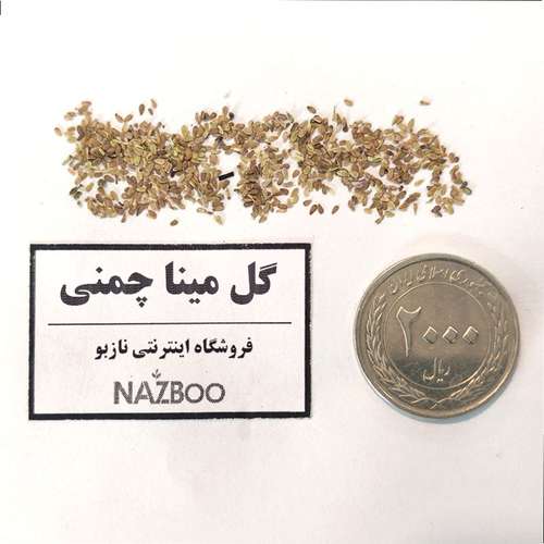 بذر عمده گل مینا چمنی پاکوتاه