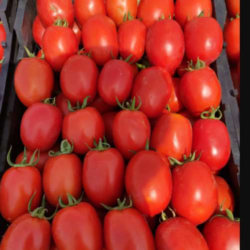 بذر گوجه راسا