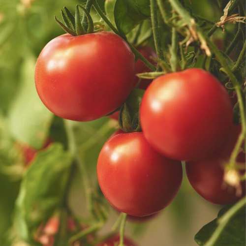 بذر گوجه متین