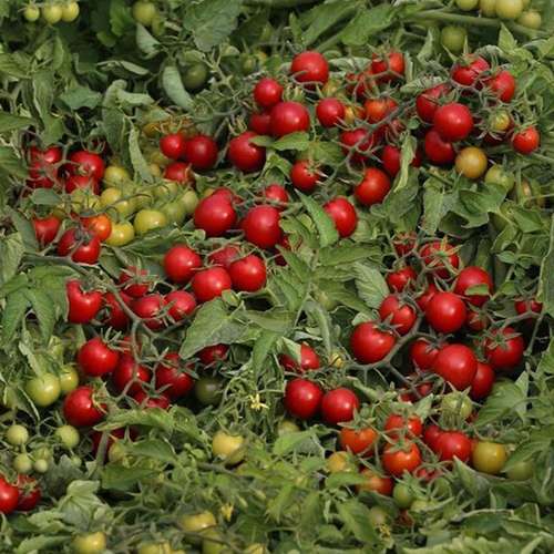 بذر گوجه گیلاسی CA024 کانیون