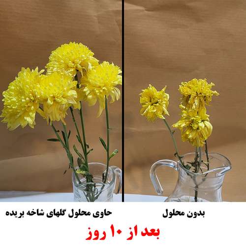محلول افزایش طول عمر گلهای شاخه بریده