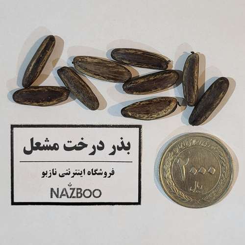 بذر درخت مشعل