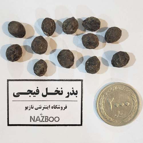بذر نخل فیجی فن