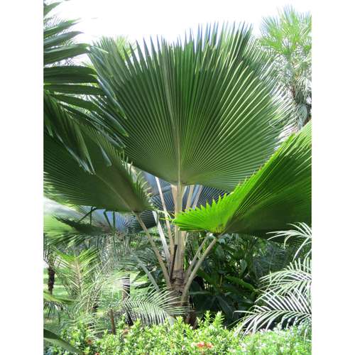 عکس نخل Pritchardia pacifica