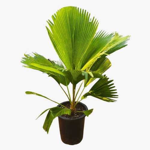 نخل Fiji Fan Palm