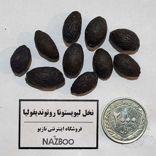 بذر نخل لیویستونا