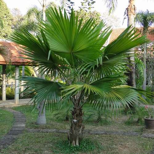 Round Leaf Fountain Palm