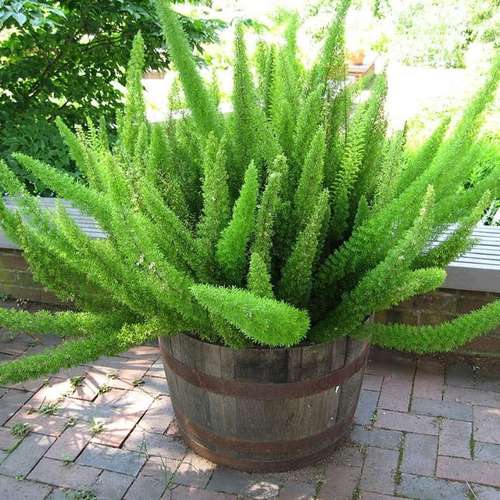اسپاراگوس دم روباهی Foxtail Asparagus Fern Seeds
