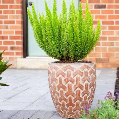 مارچوبه دو روباهی