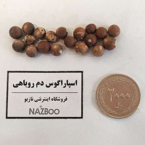 بذر اسپاراگوس دم روباهی