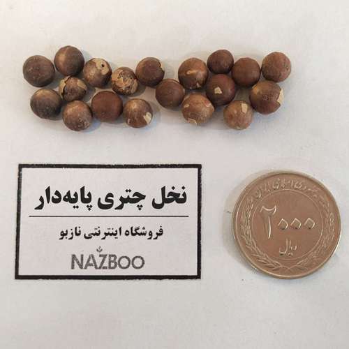 بذر نخل چتری پایه دار