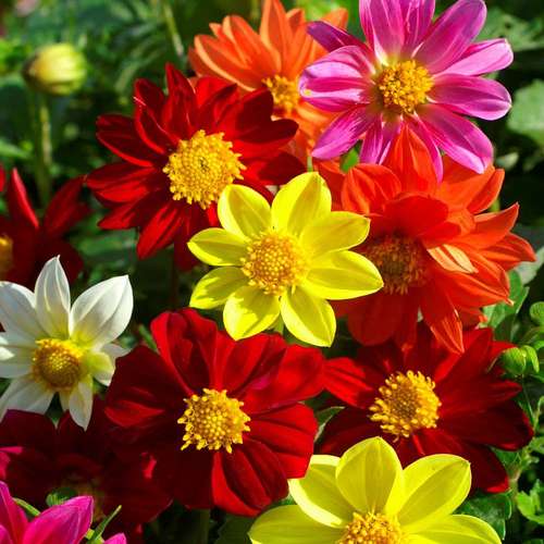 بذر عمده گل کوکب یکساله الوان (کوکب بذری)