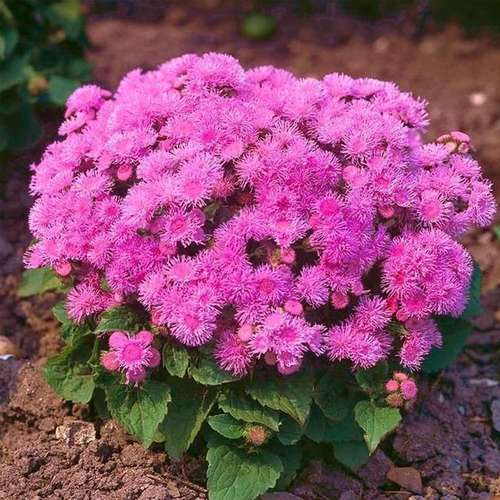 بذرگل ابری سرخابی