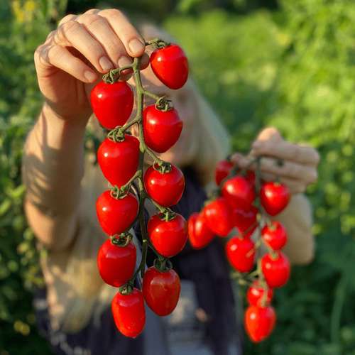 بذر گوجه بیضی