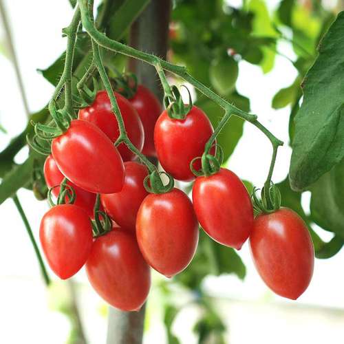 بذر گوجه زیتونی هیبرید