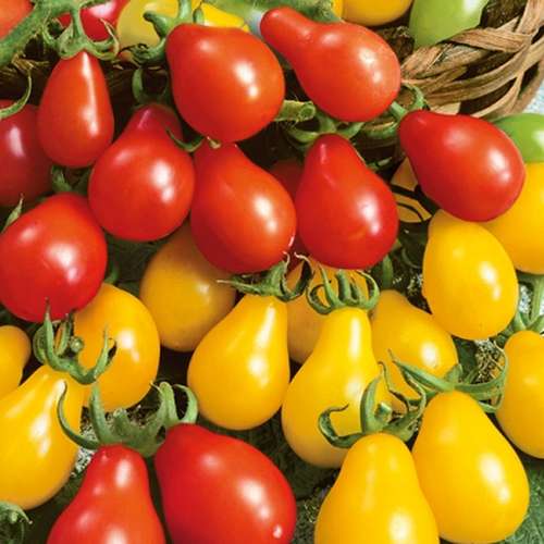 بذر گوجه گلابی میکس