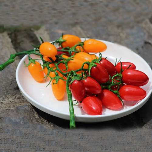 گوجه بیضی میکس
