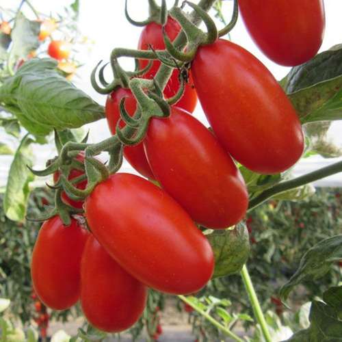 بذر گوجه زیتونی قرمز