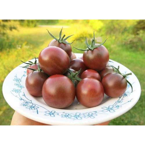 گوجه قهوه ای