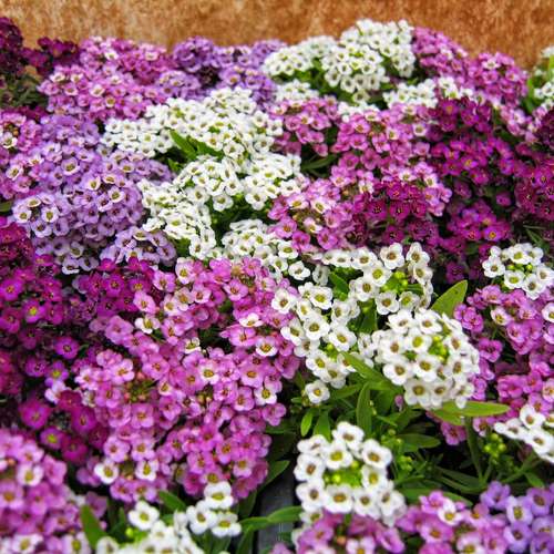 بذر گل عسل ( آلیسوم )